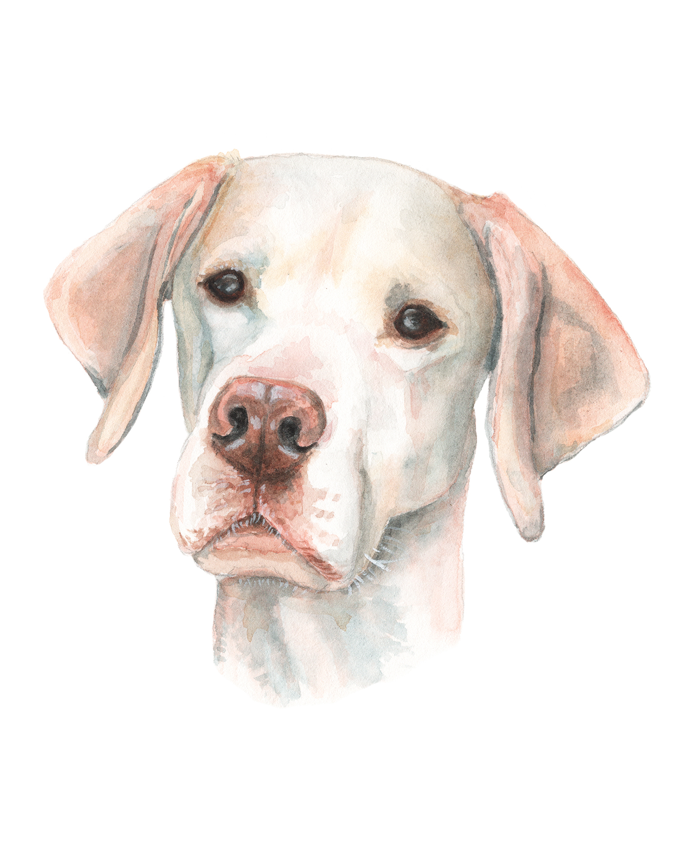 pet portrait watercolor